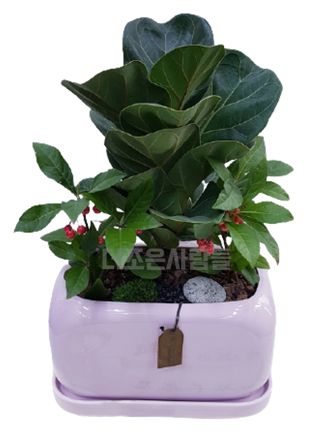 떡갈고무나무(테이블용)