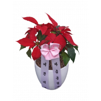 포인세티아(겨울)